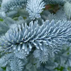 ABIES procera 'Glauca' - Sapin noble argenté