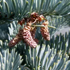 ABIES procera 'Glauca' - Sapin noble argenté