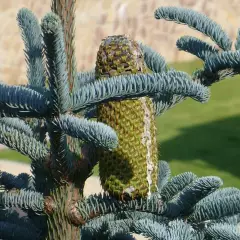 ABIES procera 'Glauca' - Sapin noble argenté