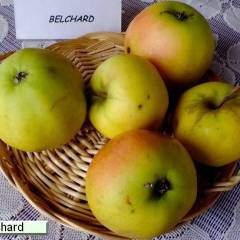POMMIER 'Belchard' - Arbre fruitier