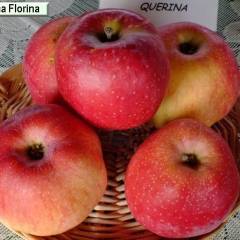 POMMIER 'Querina'® - Arbre fruitier