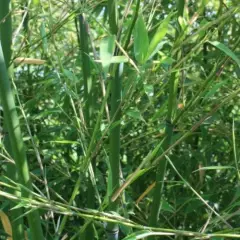 PHYLLOSTACHYS flexuosa - Bambou