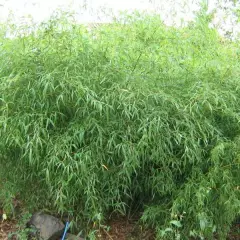 PHYLLOSTACHYS flexuosa - Bambou