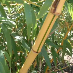 PHYLLOSTACHYS Vivax 'Aureocaulis' - Bambou