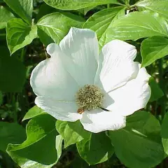 CORNUS nuttallii - Cornouiller à fleurs