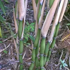 PSEUDOSASA Japonica 'Tsutsumiana'