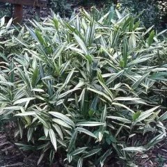 SASAELLA Masamuneana 'Albostriata' - Bambou nain