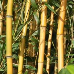 PHYLLOSTACHYS humilis - Bambou