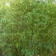 PHYLLOSTACHYS humilis - Bambou