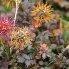 ACAENA magellanica - Lampourde