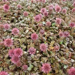 ACAENA microphylla 'Kupferteppich'