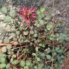 ACAENA microphylla - Lampourde