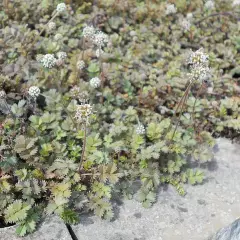 ACAENA microphylla - Lampourde