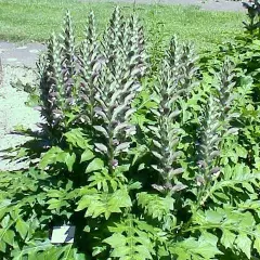 ACANTHUS hungaricus