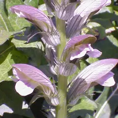 ACANTHUS hungaricus