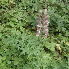 ACANTHUS spinosus