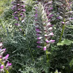 ACANTHUS spinosus