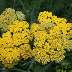 ACHILLEA 'Coronation Gold'