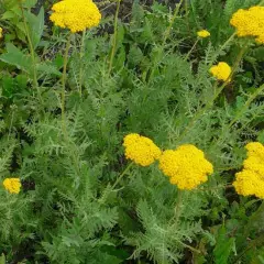 ACHILLEA filipendulina 'Cloth of gold'