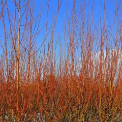 CORNUS sanguinea 'Winter Flame' - Cornus sanguin