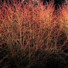 CORNUS sanguinea 'Winter Flame' - Cornus sanguin