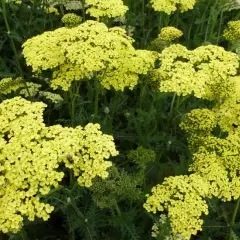 ACHILLEA filipendulina 'Credo' - Achillée 'Credo'