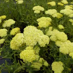 ACHILLEA 'Taygetea'