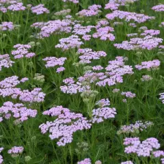 ACHILLEA millefolium 'Lilac Beauty'