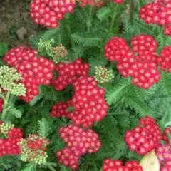 ACHILLEA millefolium 'Red Velvet' - Achillée