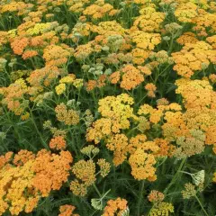 ACHILLEA millefolium 'Terra Cotta'