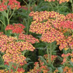 ACHILLEA filipendulina 'Walter Funcke'