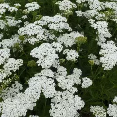 ACHILLEA millefolium 'Weisses Wunder' - Achillée