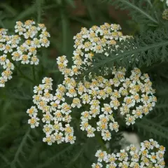 ACHILLEA millefolium 'White Beauty' - Achillée