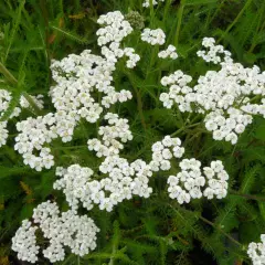 ACHILLEA millefolium 'White Beauty' - Achillée