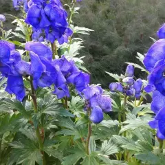 ACONITUM carmichaelii 'Arendsii'