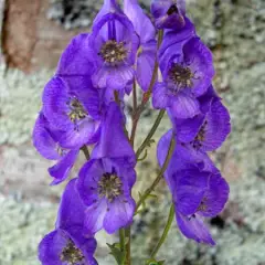 ACONITUM carmichaelii 'Arendsii'