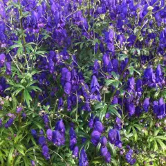 ACONITUM henryi 'Spark's Variety' - Aconit