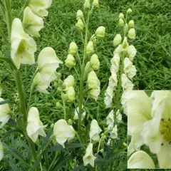 ACONITUM napellus 'Schneewittchen' - Aconit