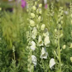 ACONITUM napellus 'Schneewittchen' - Aconit