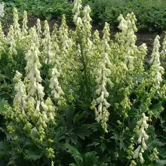 ACONITUM septentrionale 'Ivorine' - Aconit