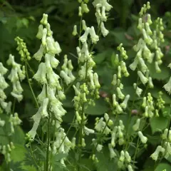 ACONITUM septentrionale 'Ivorine' - Aconit