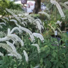 ACTAEA ACERINA/ CIMICIFUGA japonica - Cierge d'argent