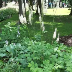 ACTAEA racemosa 'Cordifolia' / CIMICIFUGA cordifolia - Cierger d'argent, Bugbane