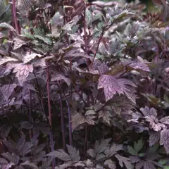 ACTAEA simplex 'Atropurpurea' - Cierge d'argent