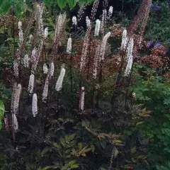 ACTAEA simplex 'Atropurpurea' - Cierge d'argent