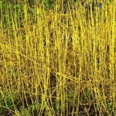 CORNUS stolonifera 'Flaviramea' - Cornouiller à bois jaune