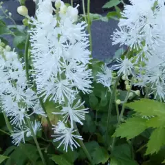 ACTAEA simplex 'White Pearl' / CIMICIFUGA 'White Pearl' - Cierge d'argent