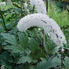 ACTAEA simplex 'White Pearl' / CIMICIFUGA 'White Pearl' - Cierge d'argent