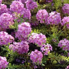 AETHIONEMA armenum 'Warley Rose' - Aethionema D'Armenie