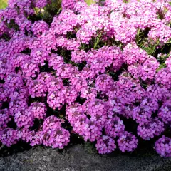 AETHIONEMA armenum 'Warley Rose' - Aethionema D'Armenie